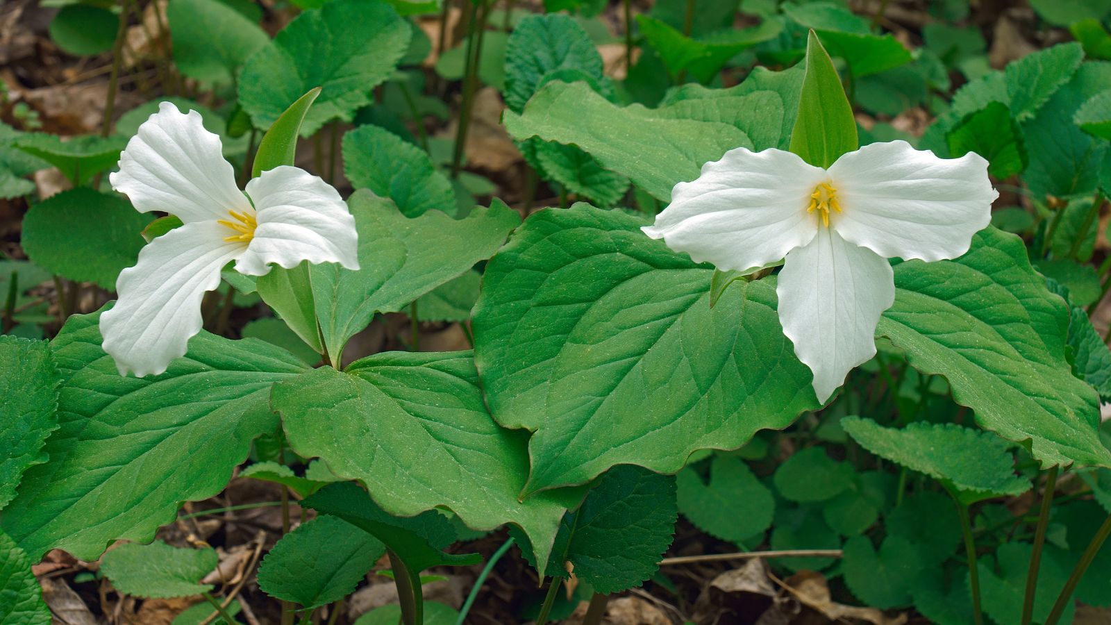 white trillium flowers.