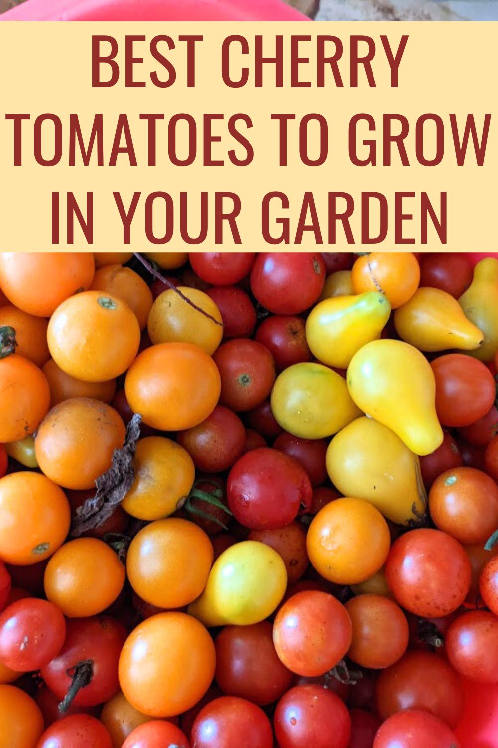 Best cherry tomatoes to grow in your garden. 