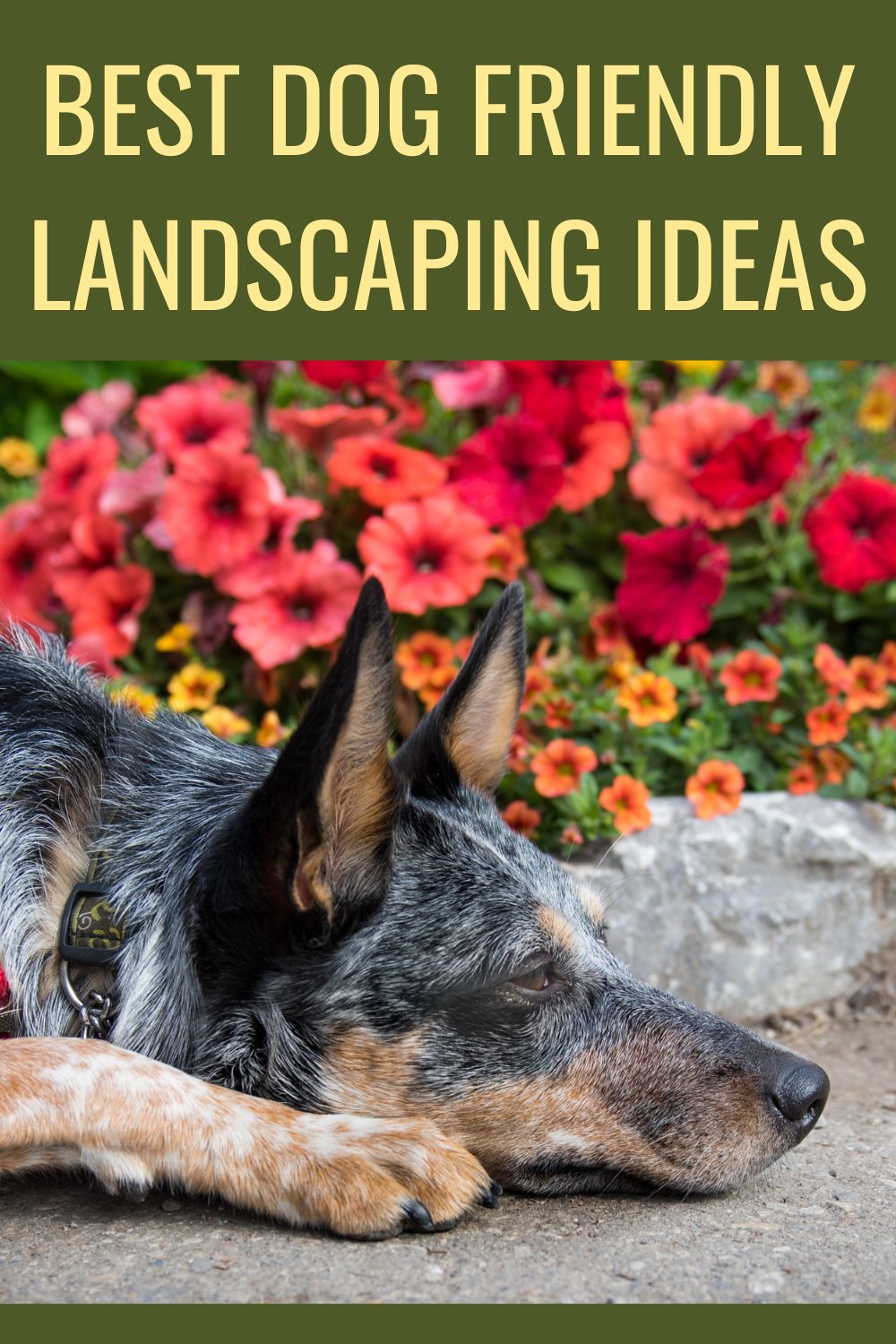 Best dog friendly landscaping ideas.