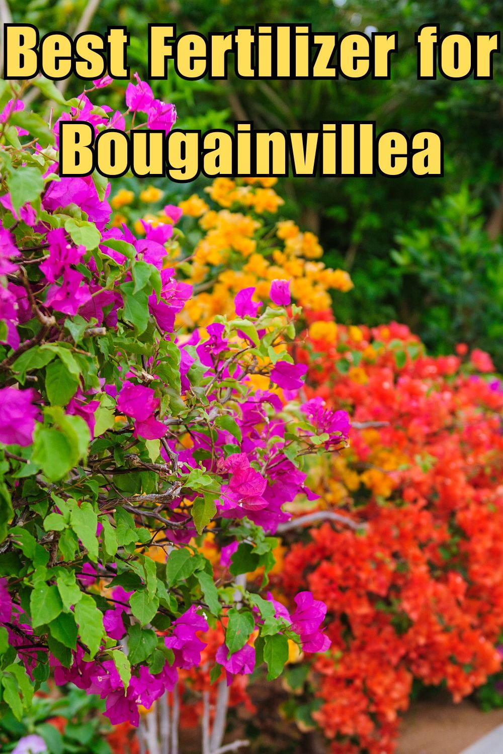 Best Fertilizer for Bougainvillea.