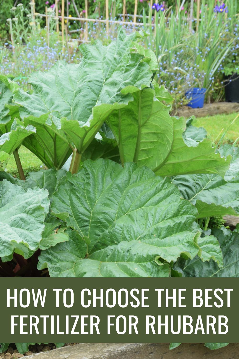 how to choose the best fertilizer for rhubarb.