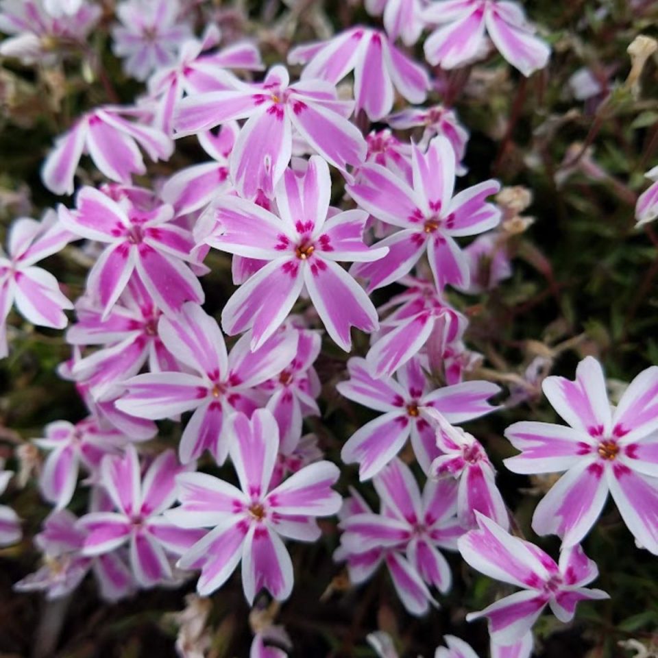 How To Plant Creeping Phlox For Ground Cover