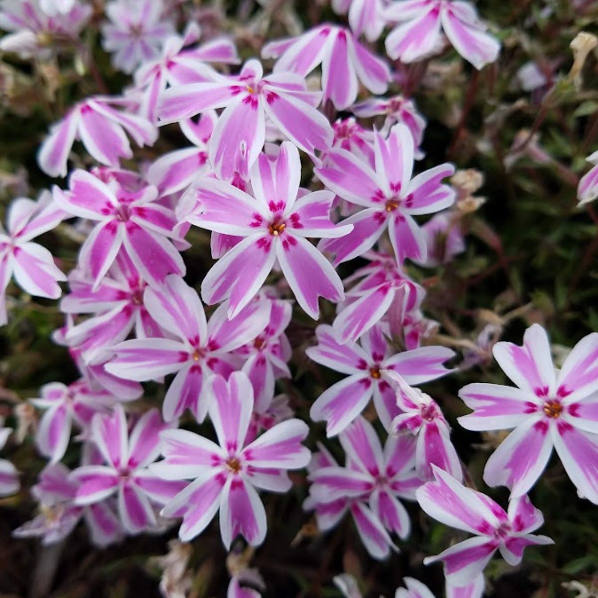 pink and white creeping phlox flowers.