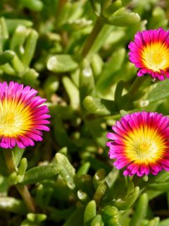 pink and yellow bi-color ice plant ground cover.