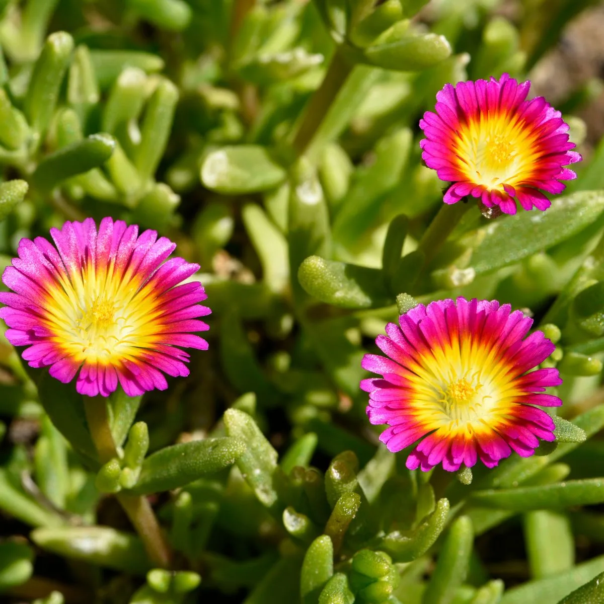 pink and yellow bicolor ice plant ground cover. 