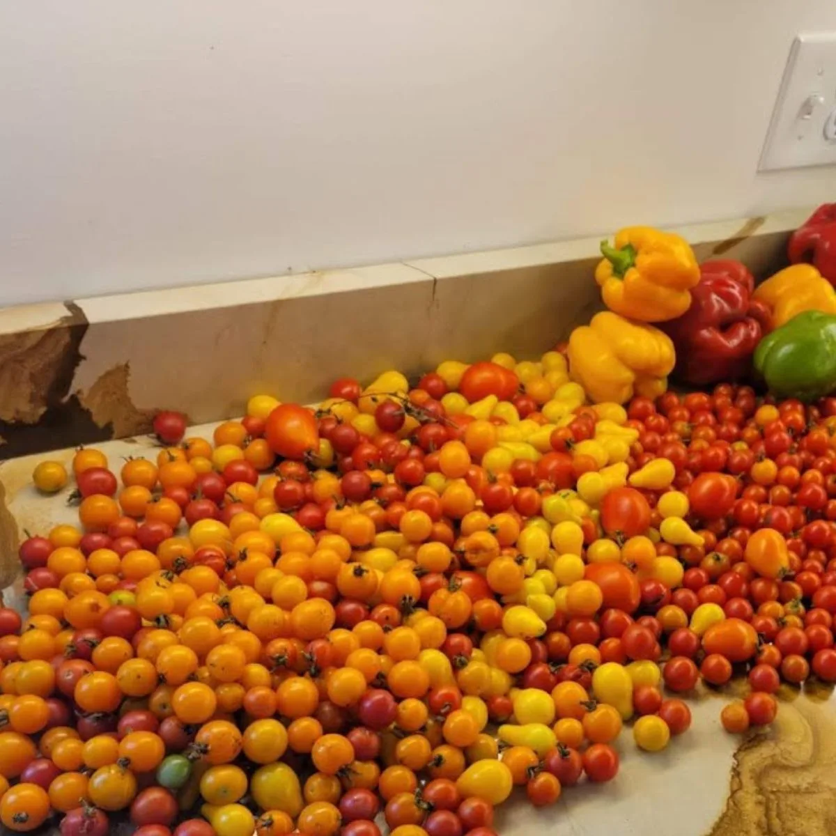 lots of orange, yellow and red cherry tomatoes and a few red, yellow and green peppers.
