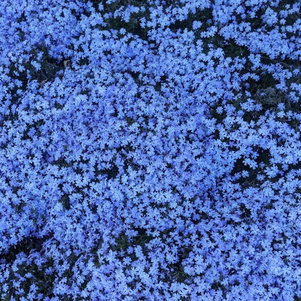 a mass of lavender blue colored creeping phlox. 