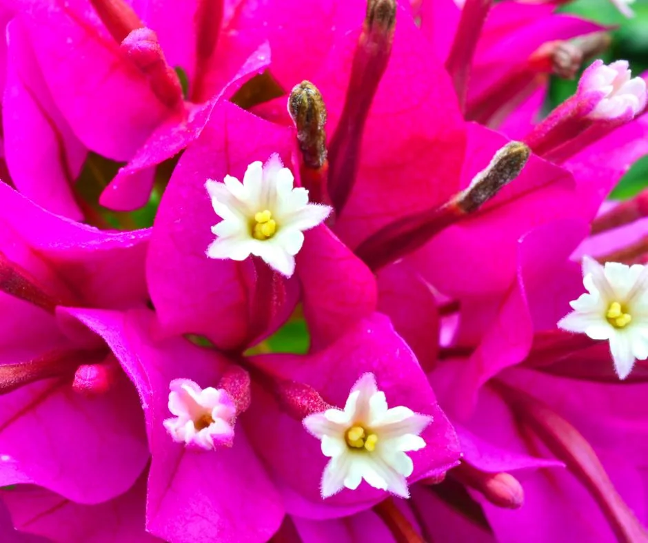 Bougainvillea flowers closeup: pink with white centers. 