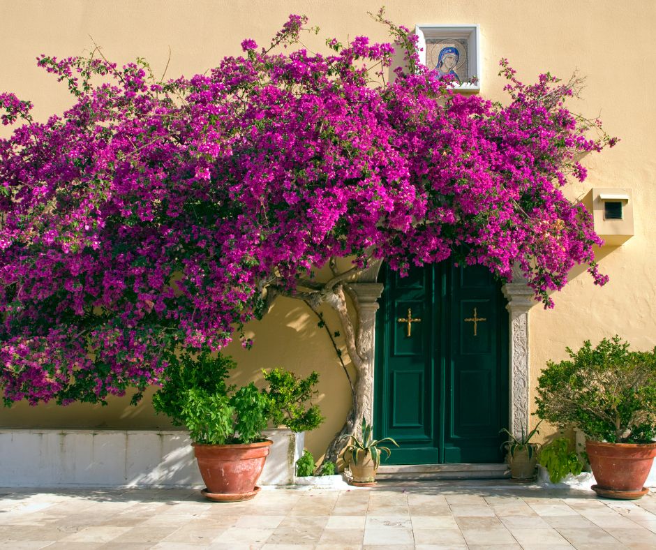 bright pink bougainvillea arch by the front door of a house. 