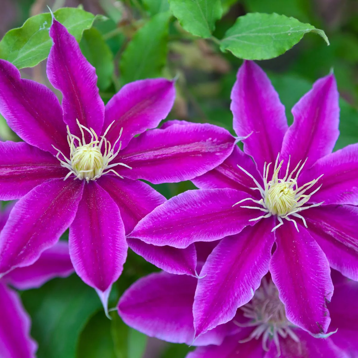 bright pink clematis flowers.