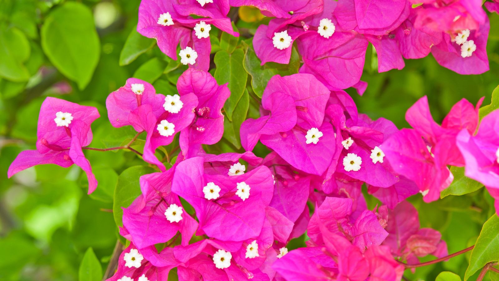 closeup of pink bougainvillea flowers.
