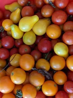Colorful cherry tomatoes.