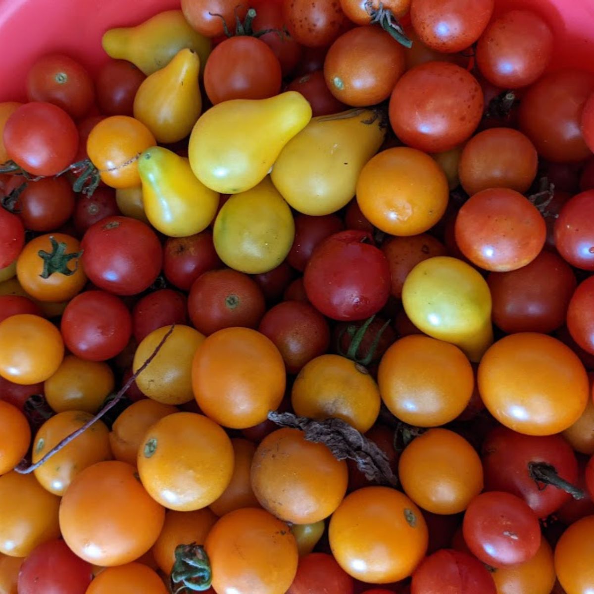 Colorful cherry tomatoes.