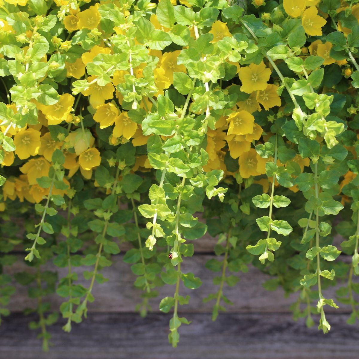 creeping Jenny vine with yellow flowers.