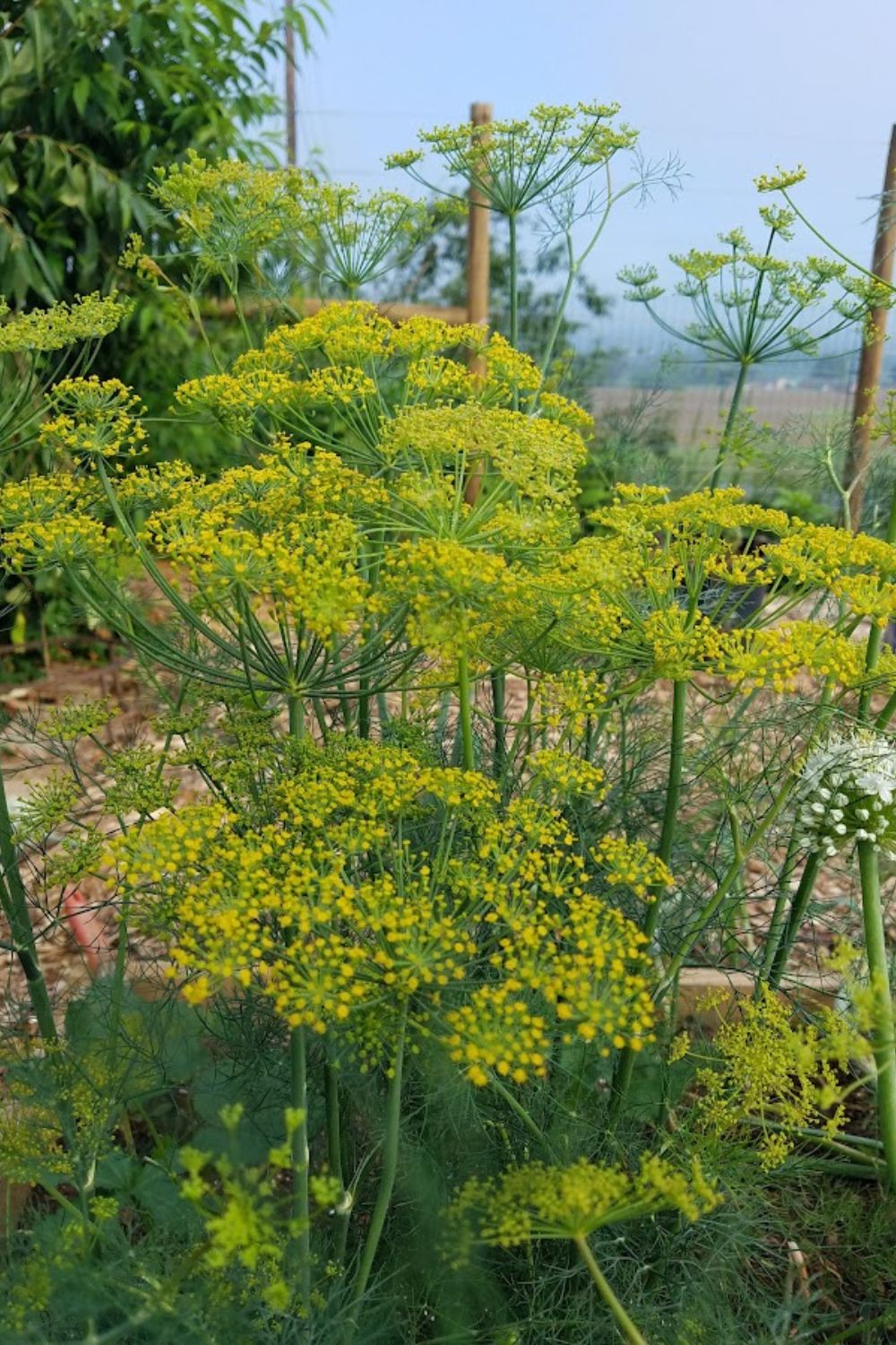 Blooming dill in my garden. 
