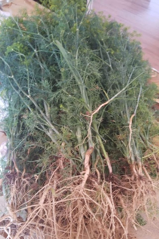 How To Harvest Dill Without Killing The Plant Tips & Tricks
