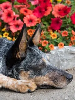 big dog laying in front of some red and orange petunias.
