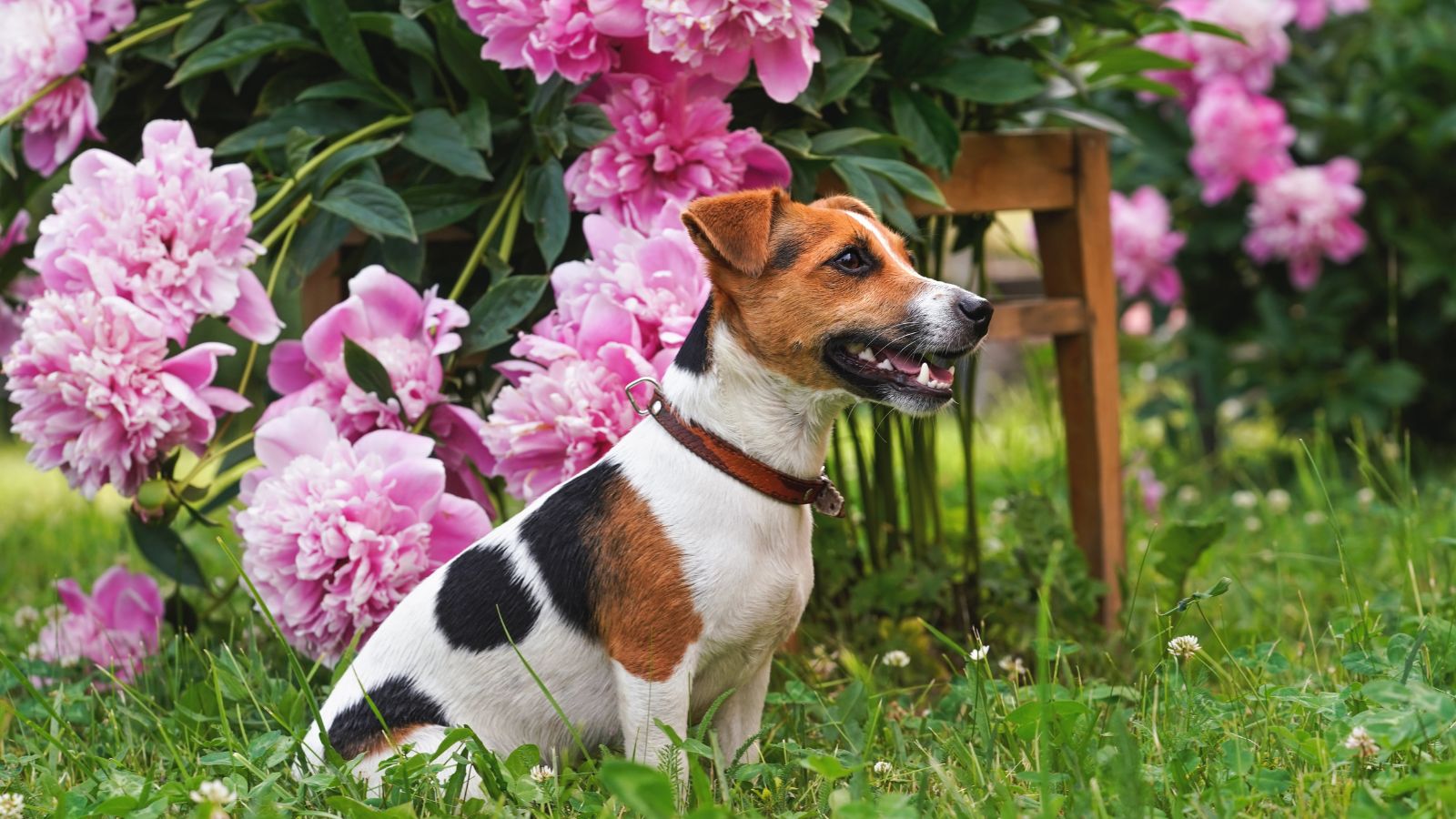 Small Jack Russell terrier sitting on grass with pink peonies behind her.
