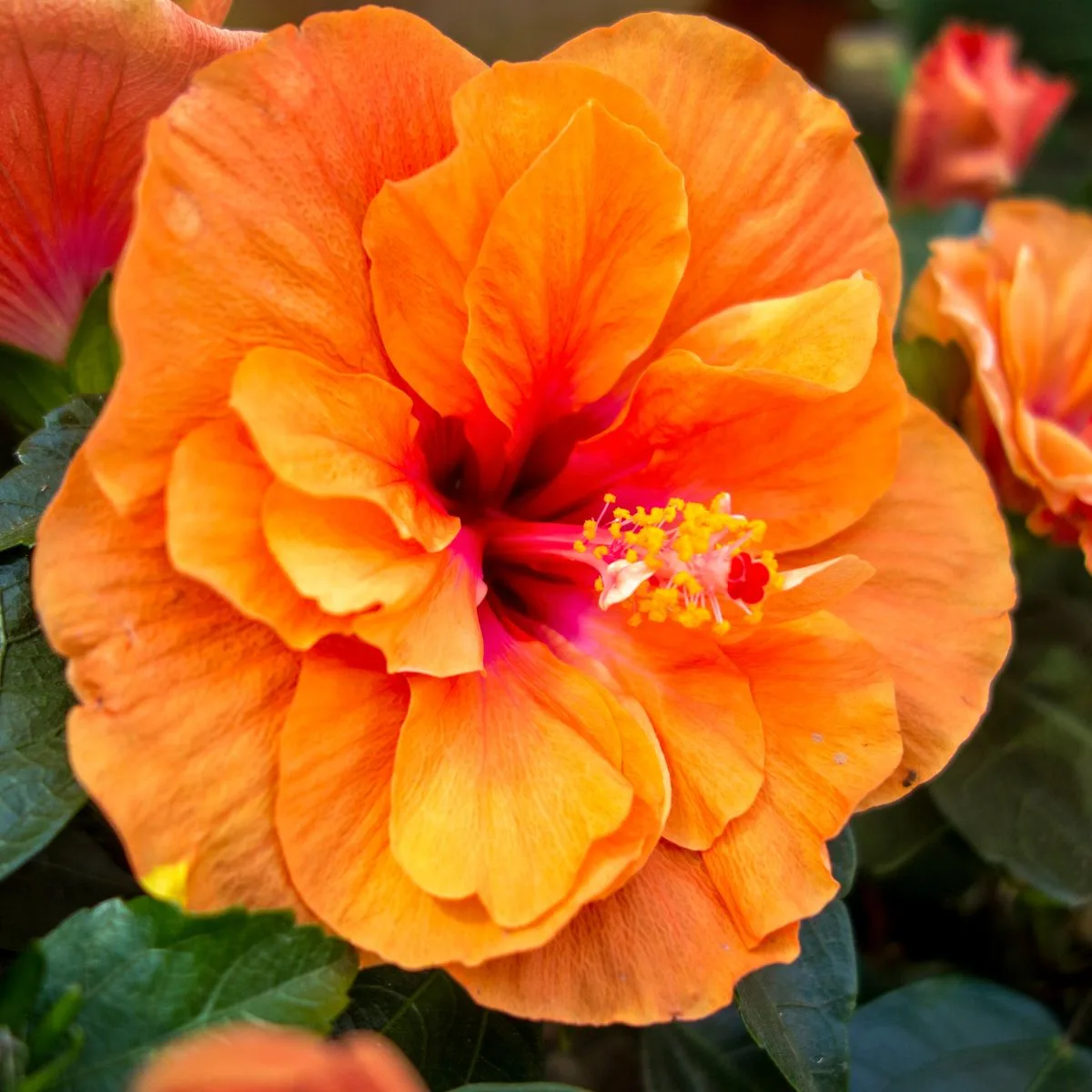 double orange colored hibiscus flower. 