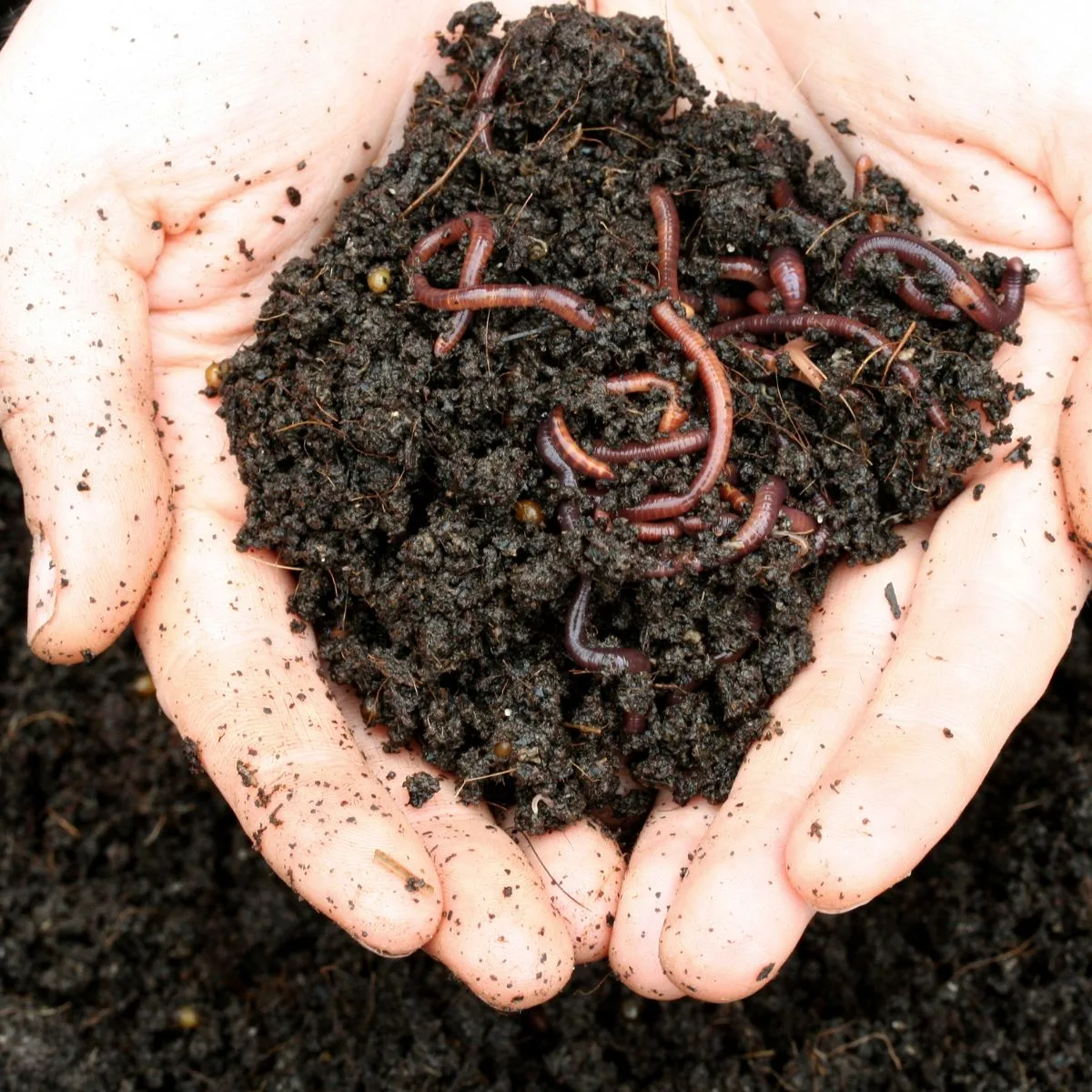hands holding good soil and earthworms.