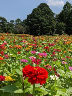 a field of colorful zinnias with evergreens in the background