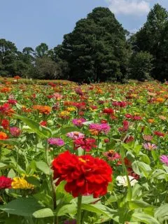 a field of colorful zinnias with evergreens in the background