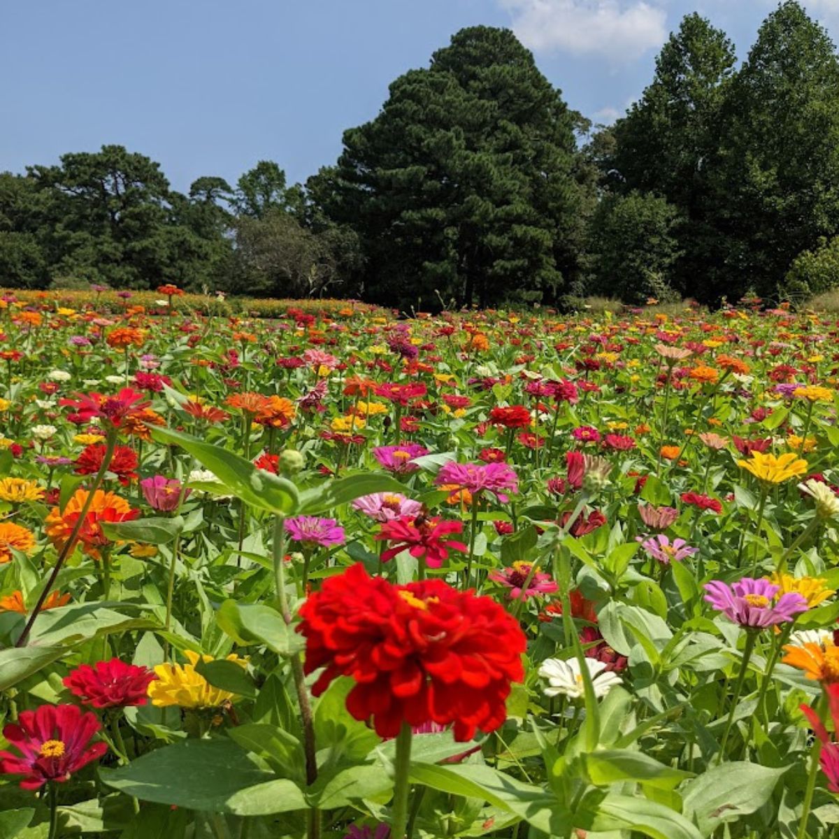 a field of colorful zinnias with evergreens in the background