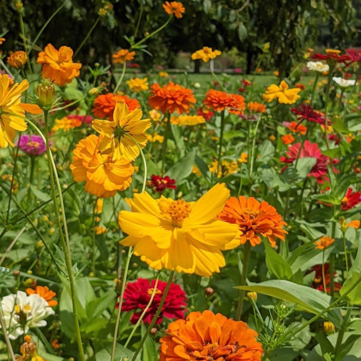 warm-colored zinnias mixed with cosmos.