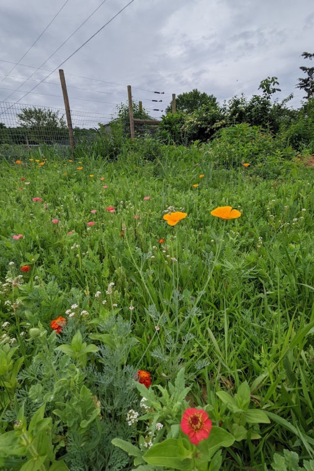 wildflowers on my driveway, and the first zinnia bloom of the year.