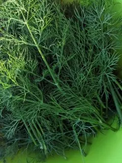 freshly picked dill in a bright green plastic bowl.
