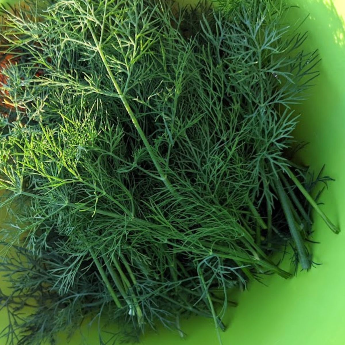 freshly picked dill in a bright green plastic bowl. 