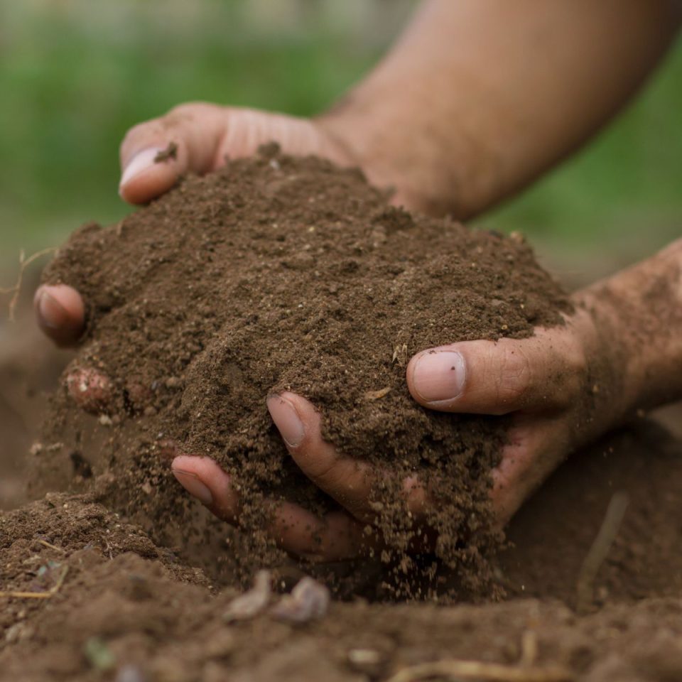 What Is The Best Soil Mix For Tomatoes?