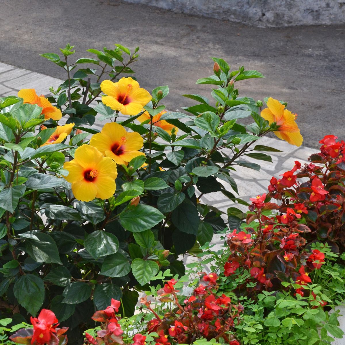 Yellow hibiscus rosa sinensis and red begonia flowers.