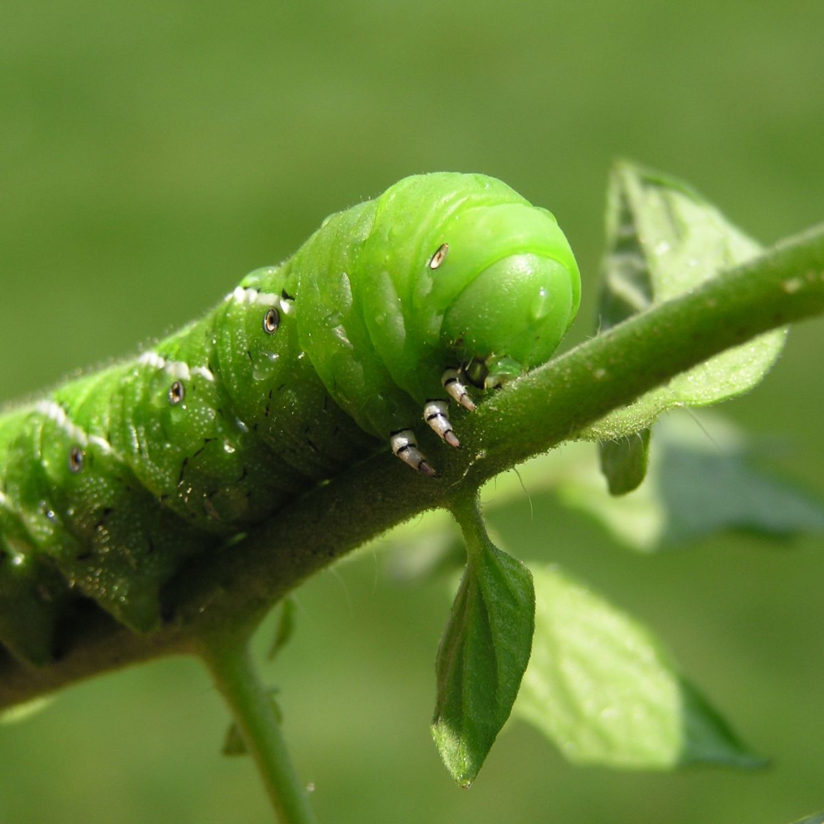 closeup of a hornworm on a tomato plant.