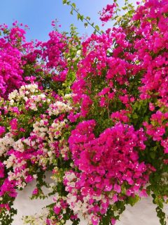 Hot pink and white bougainvillea flowers cascading over a wall.