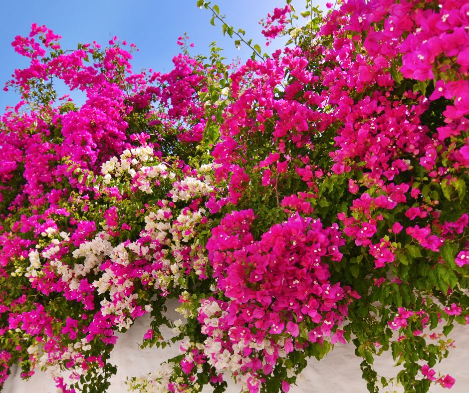 Hot pink and white bougainvillea flowers cascading over a wall.