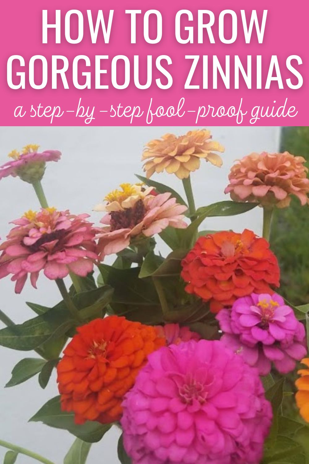 how to grow gorgeous zinnias, a step-by-step, fool-proof guide. 