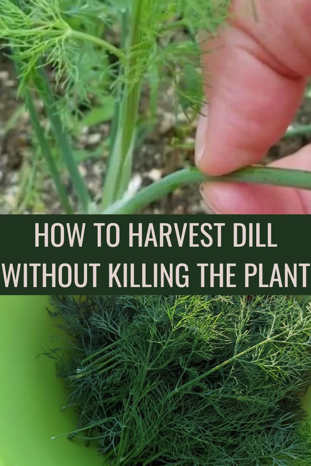 How to harvest dill without killing the plant. 