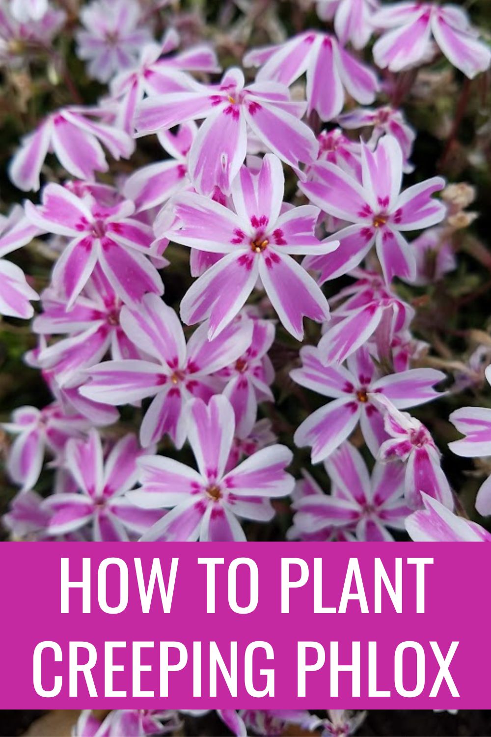 how to plant creeping phlox.