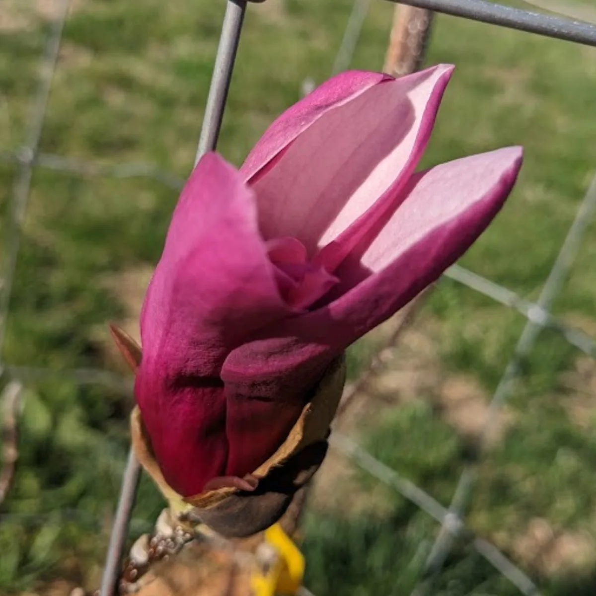 the first bloom of my Jane magnolia tree. 