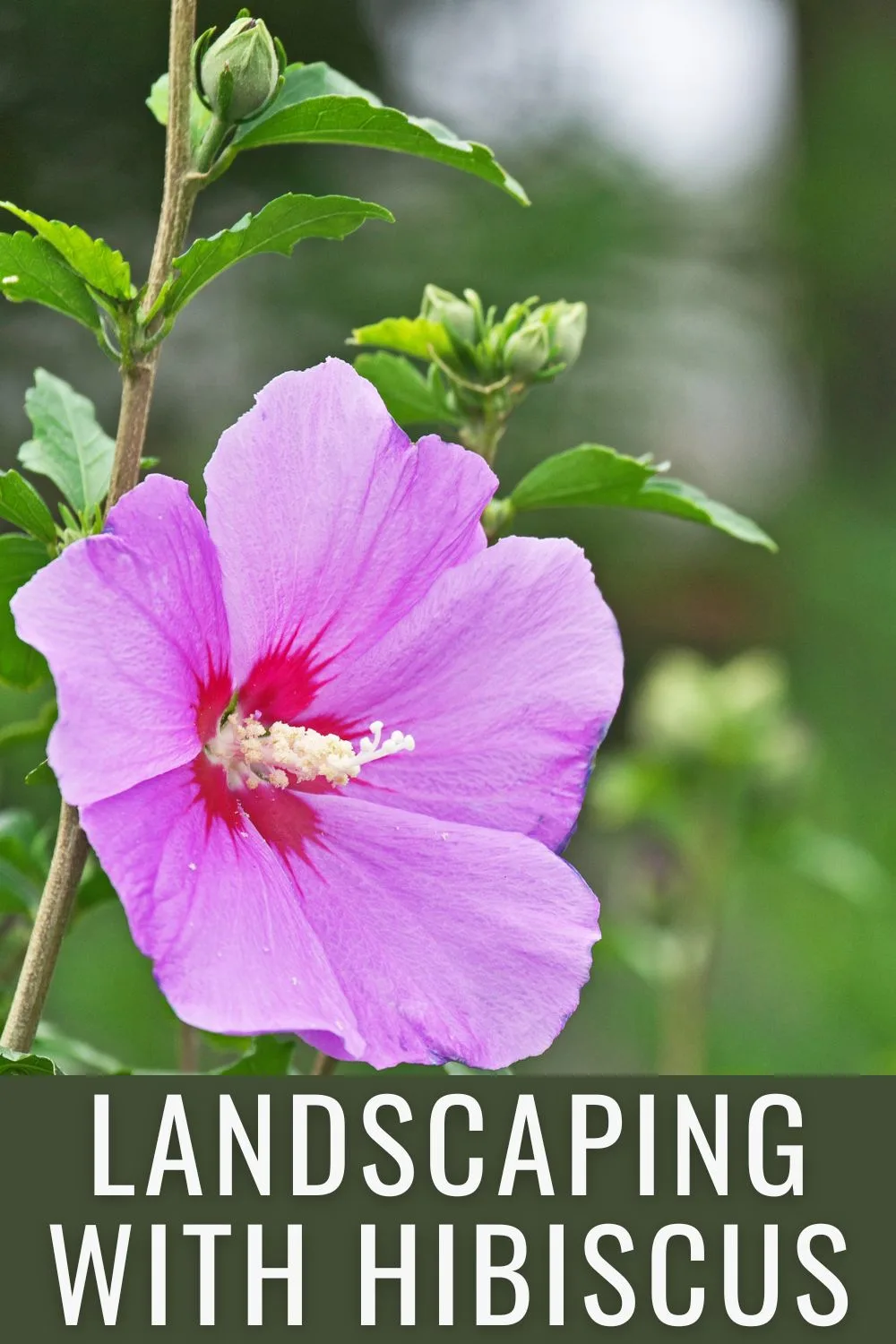 Landscaping with hibiscus.