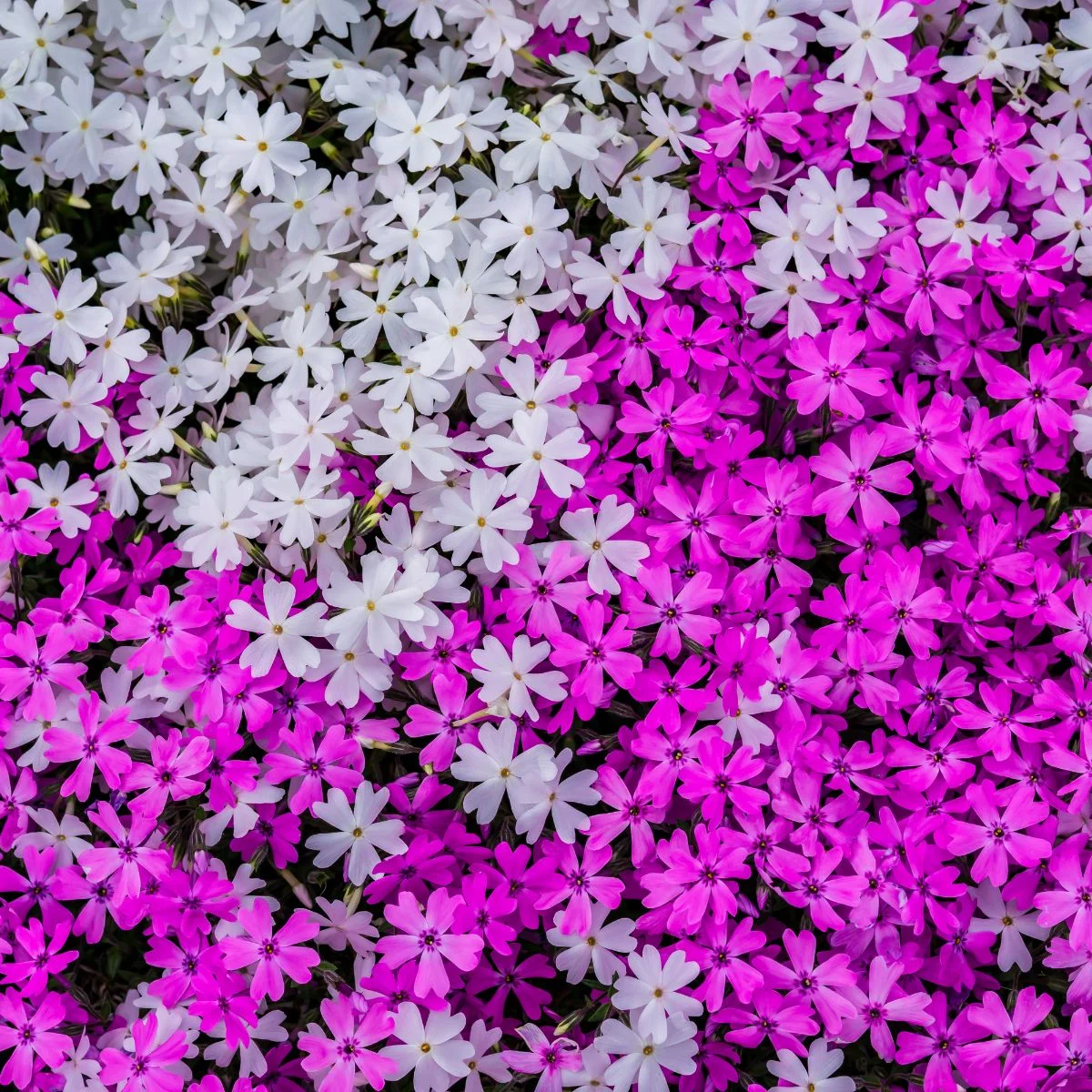 a mixture of creping phlox flowers in shades of pale pink and bright deep pink. 