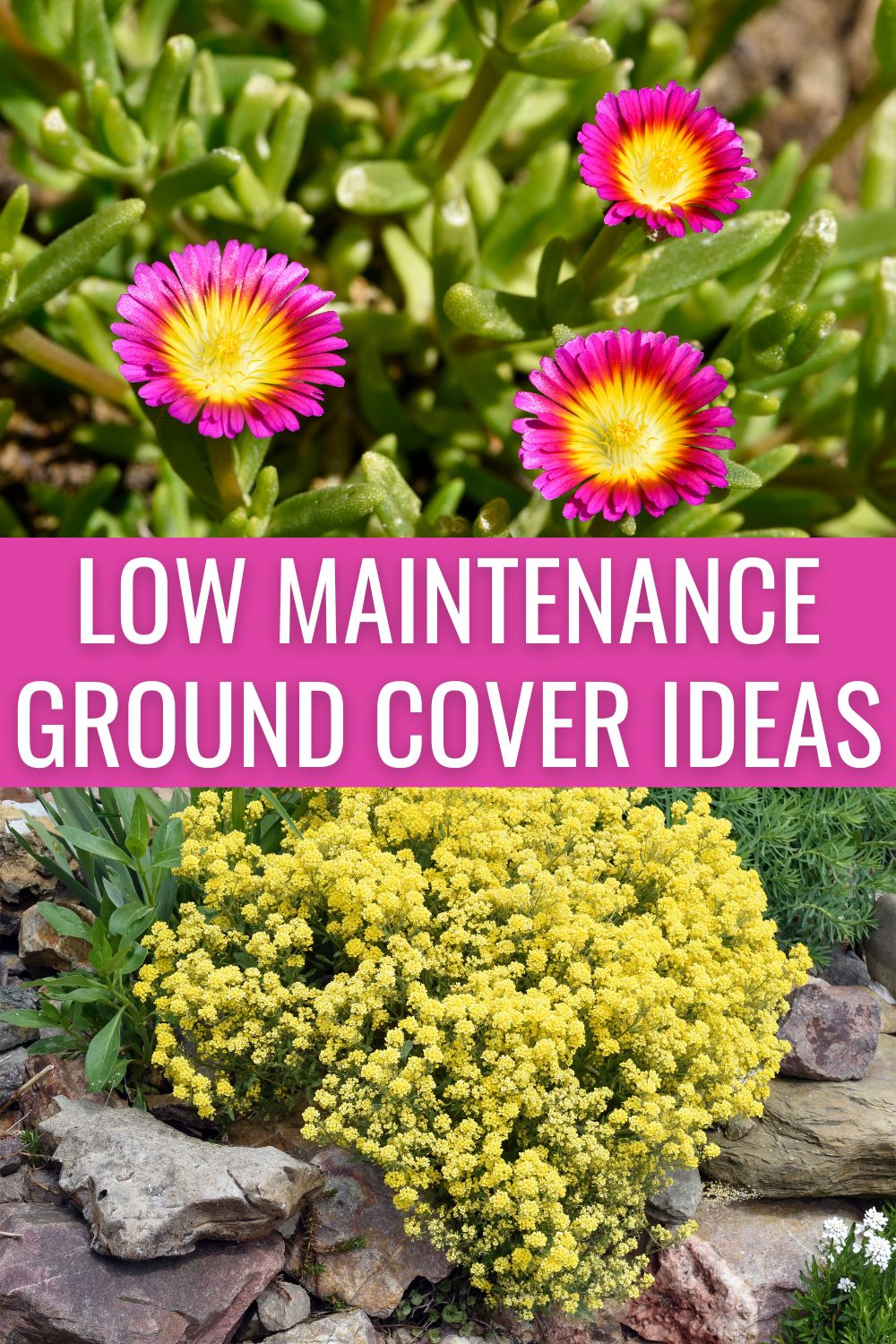 low maintenance ground cover ideas.