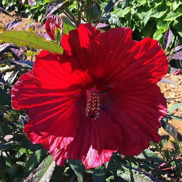 Moonshadow™ Carmine Hardy Hibiscus Flower.
