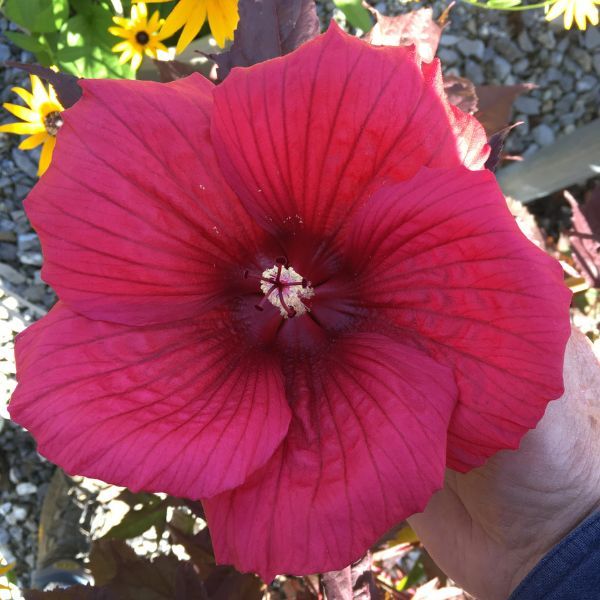  Moonshadow™ Morello Hardy Hibiscus Flower.