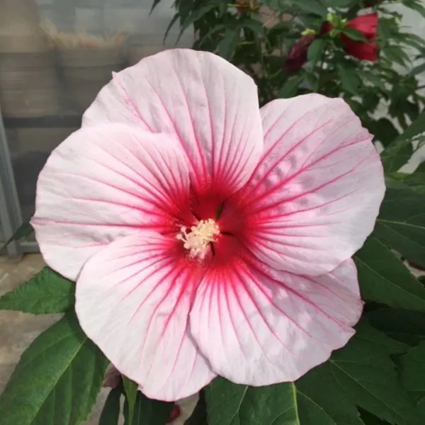 Moonshadow™ Rosita Hardy Hibiscus Flower.