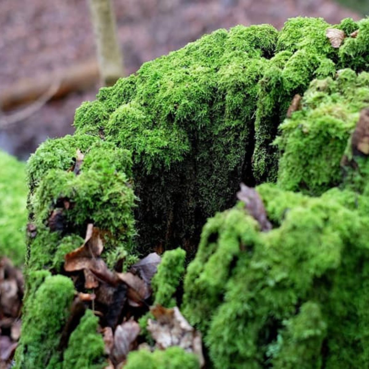 moss-covered tree stump.