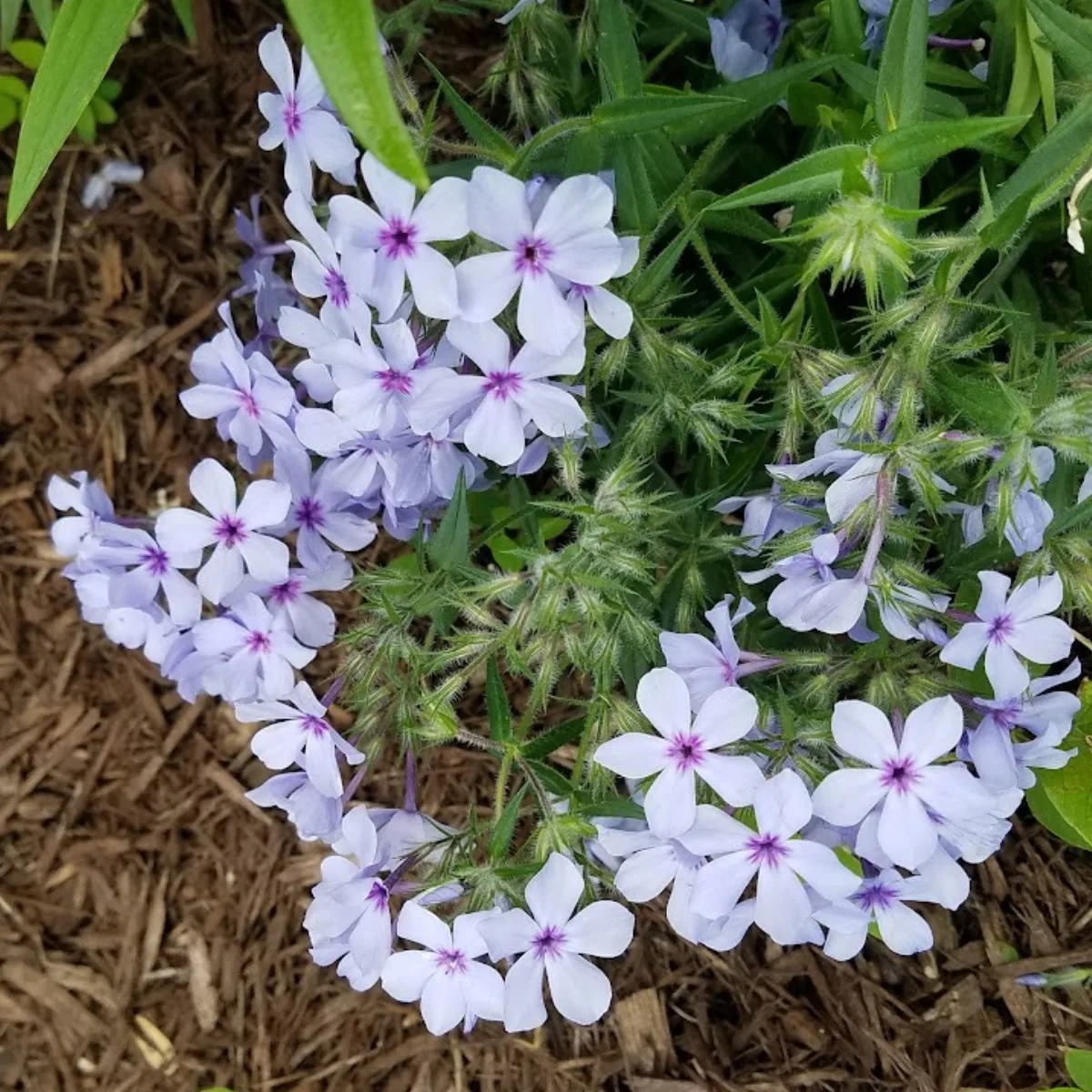 a clump of pale lavender creeping phlox. 