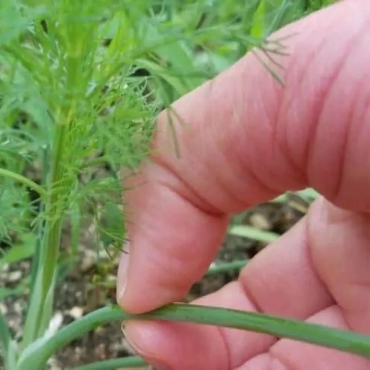 Harvesting dill by hand pinching.