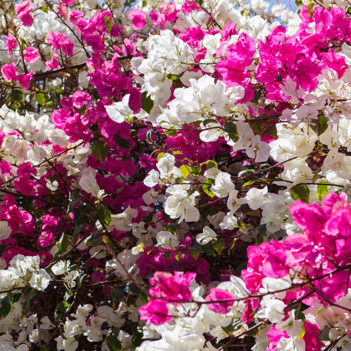 pink and white bougainvillea flowers.